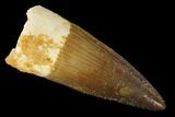 Nice, Spinosaurus Tooth - Real Dinosaur Tooth #154003-1